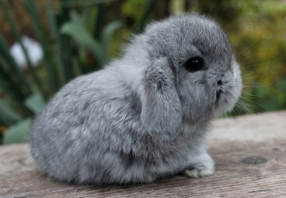 Vilcsi nyuszija Pamika